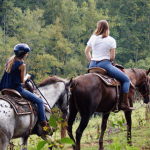 All Horses are safe to ride